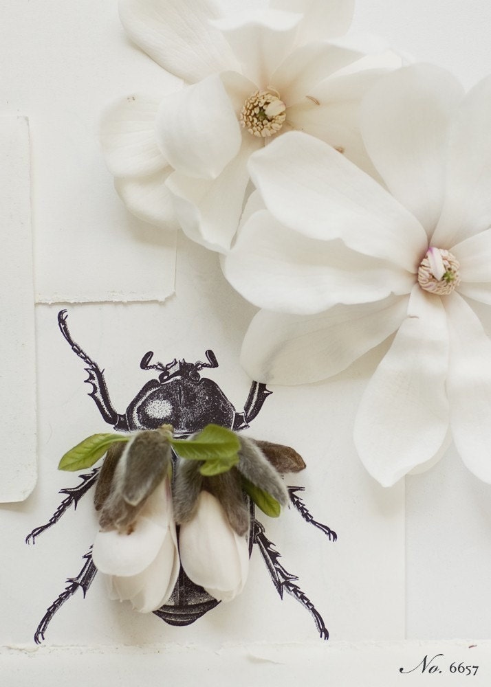 Magnolia Bug no.6657 8 x 10