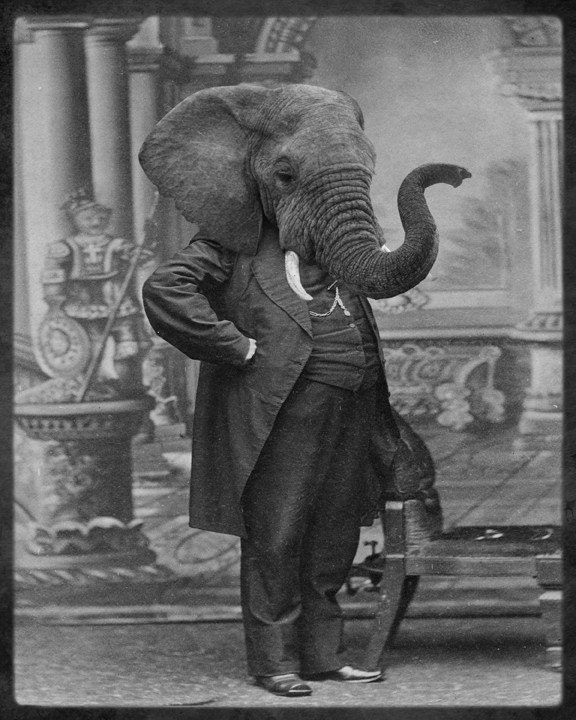 Elephant