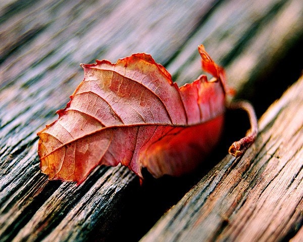Autumn Leaf- Fall Decor- Autumn Photograph- Wall Art- 