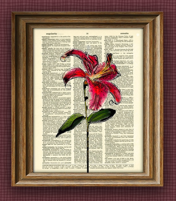 STARFIRE LILY Flower botanical illustration beautifully upcycled dictionary page book art print