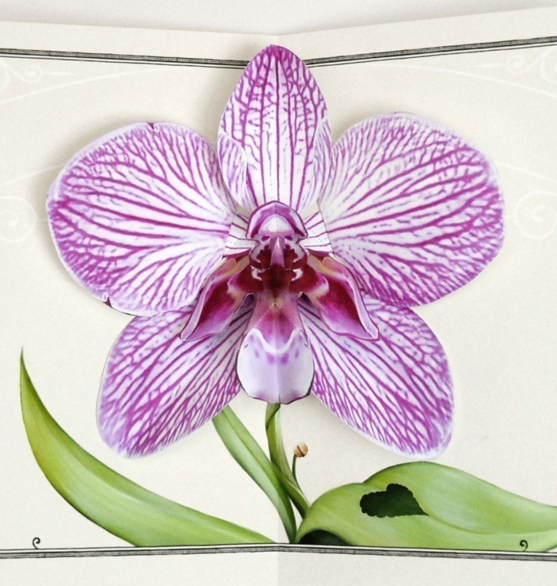 purple zebra orchid flower pop up card