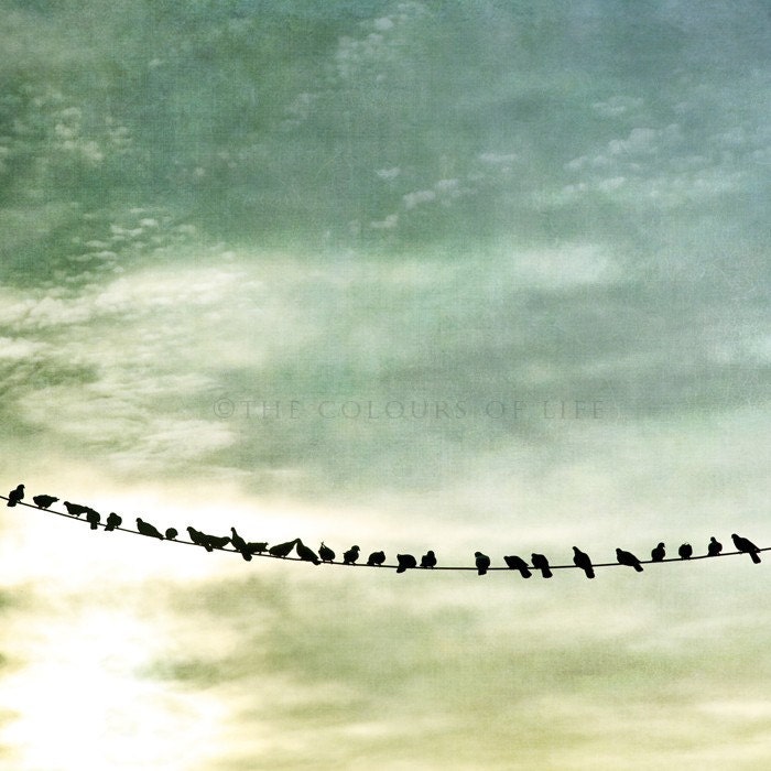 Birds, birds photography, birds silouhettes, pole, fine art nature photography