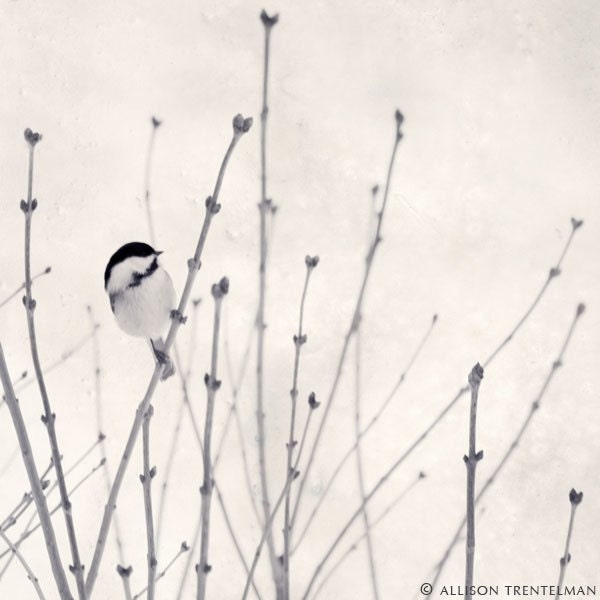 Winter Bird in Snow Photograph - Animal Photo Print - Minimalist Art - Black and White Photography - Winter Decor - 