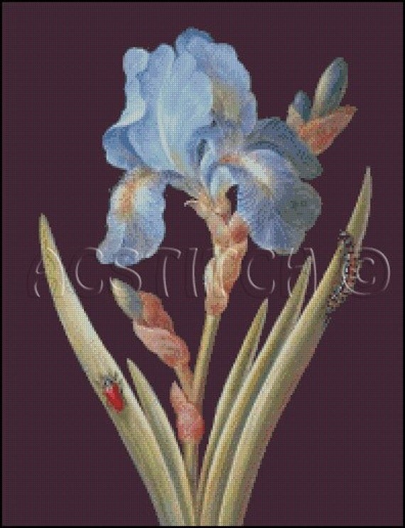 Iris+cross+stitch+pattern