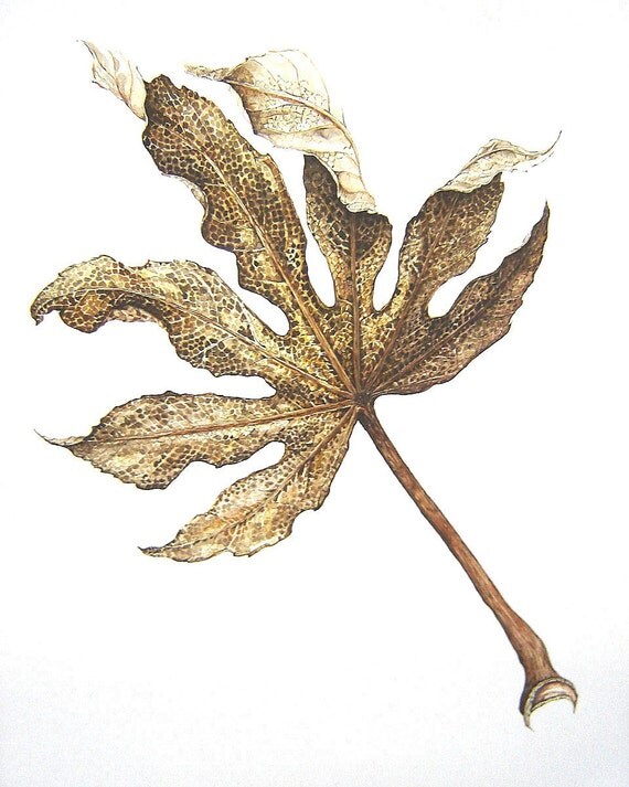 Fatsia japonica Leaf - Limited Edition Print from Original Watercolour