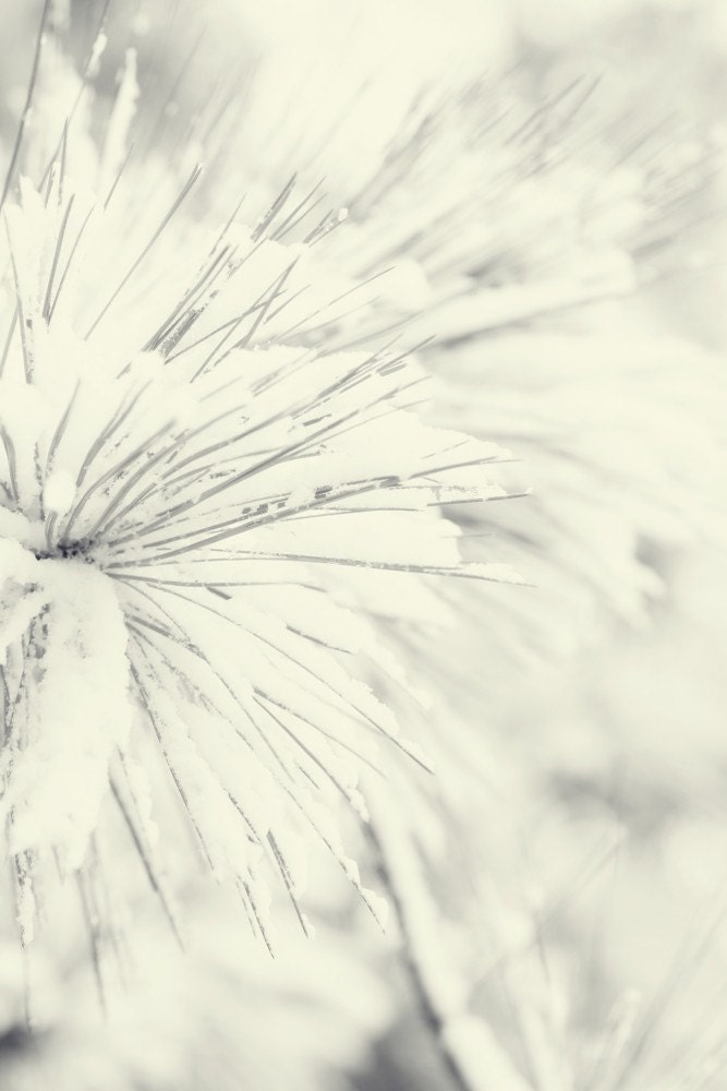 frosty tree bloom photograph winter white nature soft pale misty grey gray hues minimalist zen peaceful wall art home decor