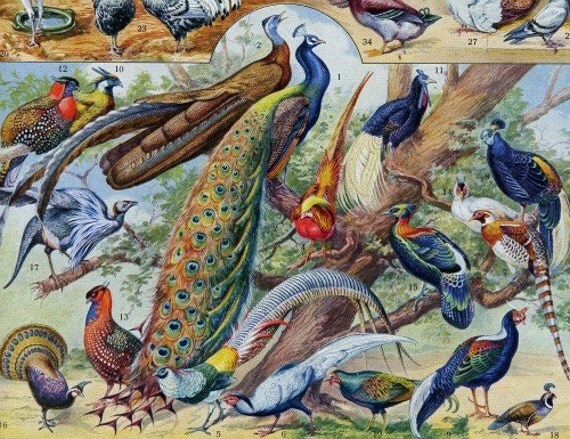 french peacock collage sheet