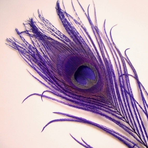 DYED peacock Feathers