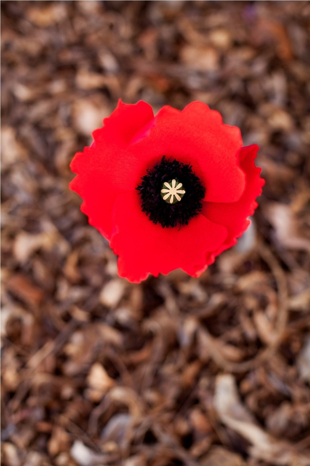 oriental poppy -  paper flower for wedding, gift, or home decor