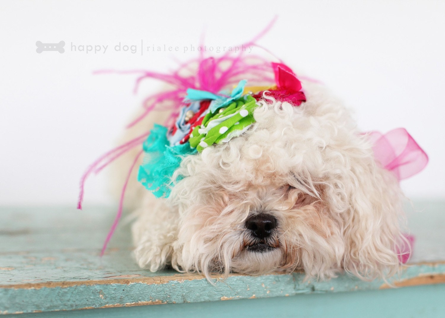 SHEs  OFF to see THE WIZARD   hairpiece for pets, puppies, collar, little dog, photoshot props, canine, small dog, doghairpiece