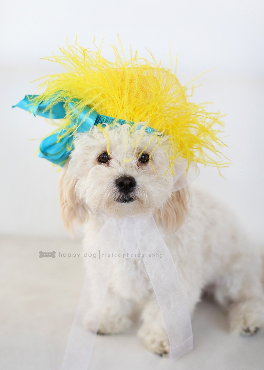 BRIGHT AWAKENING   hairpiece for pets, puppies, collar, little dog, photoshot props, canine, small dog, doghairpiece