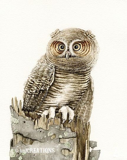 The Wandering Owl