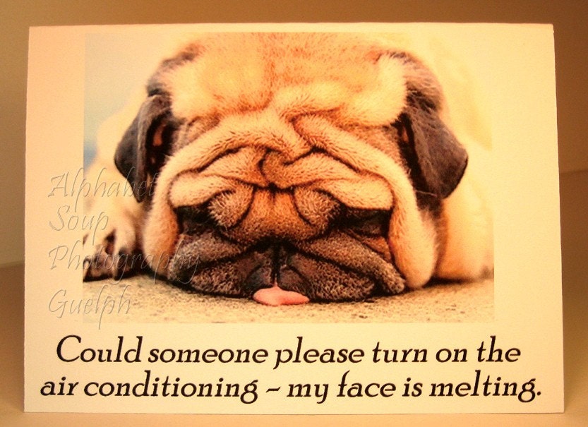 Melting Face Pug - blank greeting card with dog - Could someone please turn on the air conditioning - my face is melting