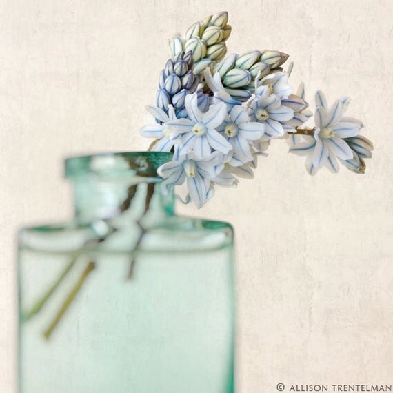 SALE - 7x7 Print - "Striped Squill Flowers" Fine Art Photography Print - Home Decor - Wall Art - Under 25