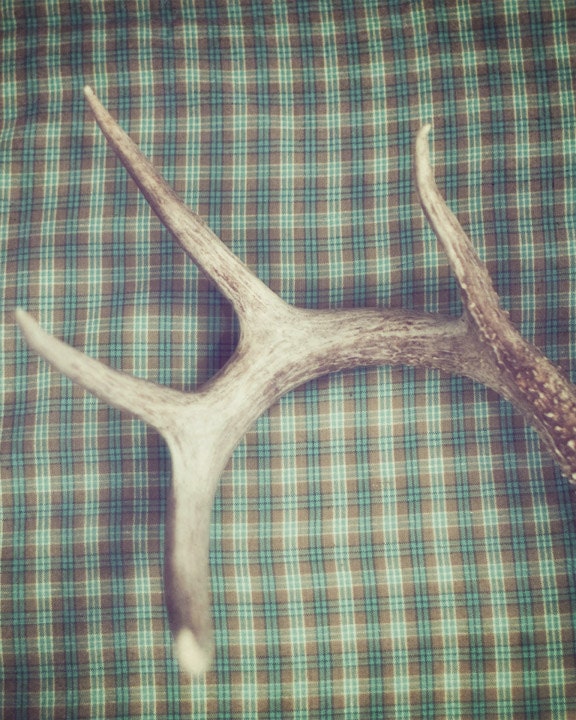 Antler - 8 x 10 Fine Art Photograph - teal turquoise green plaid antlers rustic home decor print