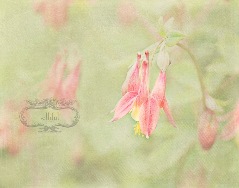 Pink Columbine Flower Hahnemuhle Fine Art Giclee Photograph Print 8x10 Matted