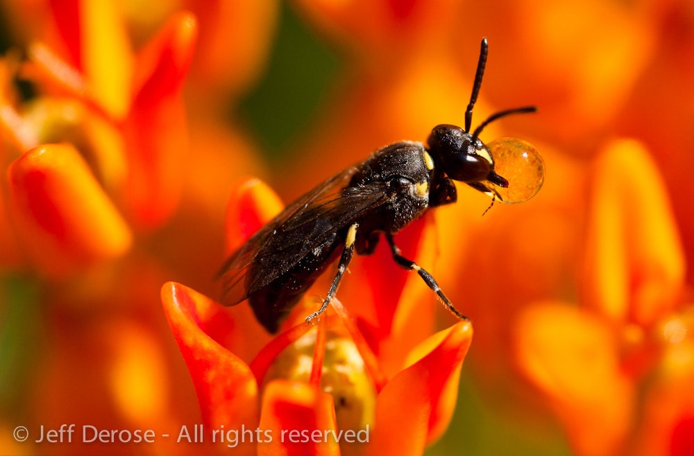 Umber colored bee blowing bubbles. Balanced on the tangerine cup of a butterfly weed.