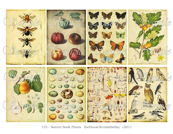 Nature Book Plates ATC Digital Collage ACEO Backgrounds 2.5 x 3.5 Vintage Digital Collage Sheet Eggs Owl Bees Pear Apple Butterfly Tags 153