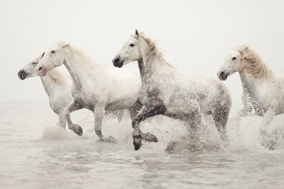 Horse Photography, White Horses Running in Water, Horse Art, Camargue, France, Nature, Animal - Breathless