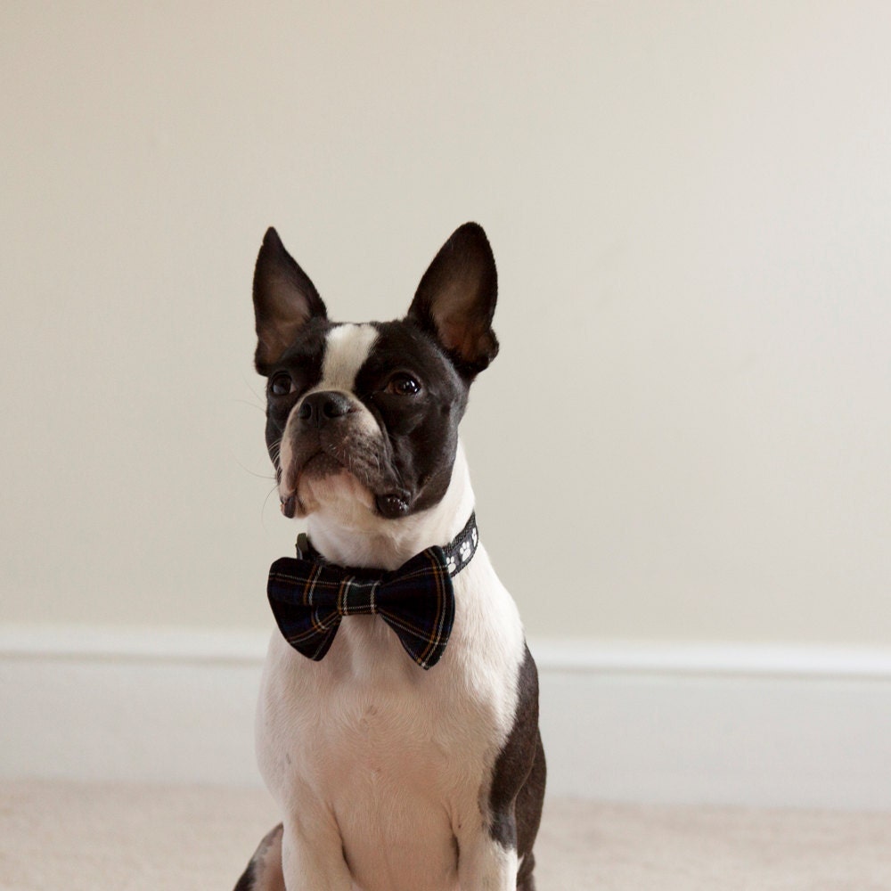 Navy Plaid Dog Bow Tie - Free Shipping World Wide