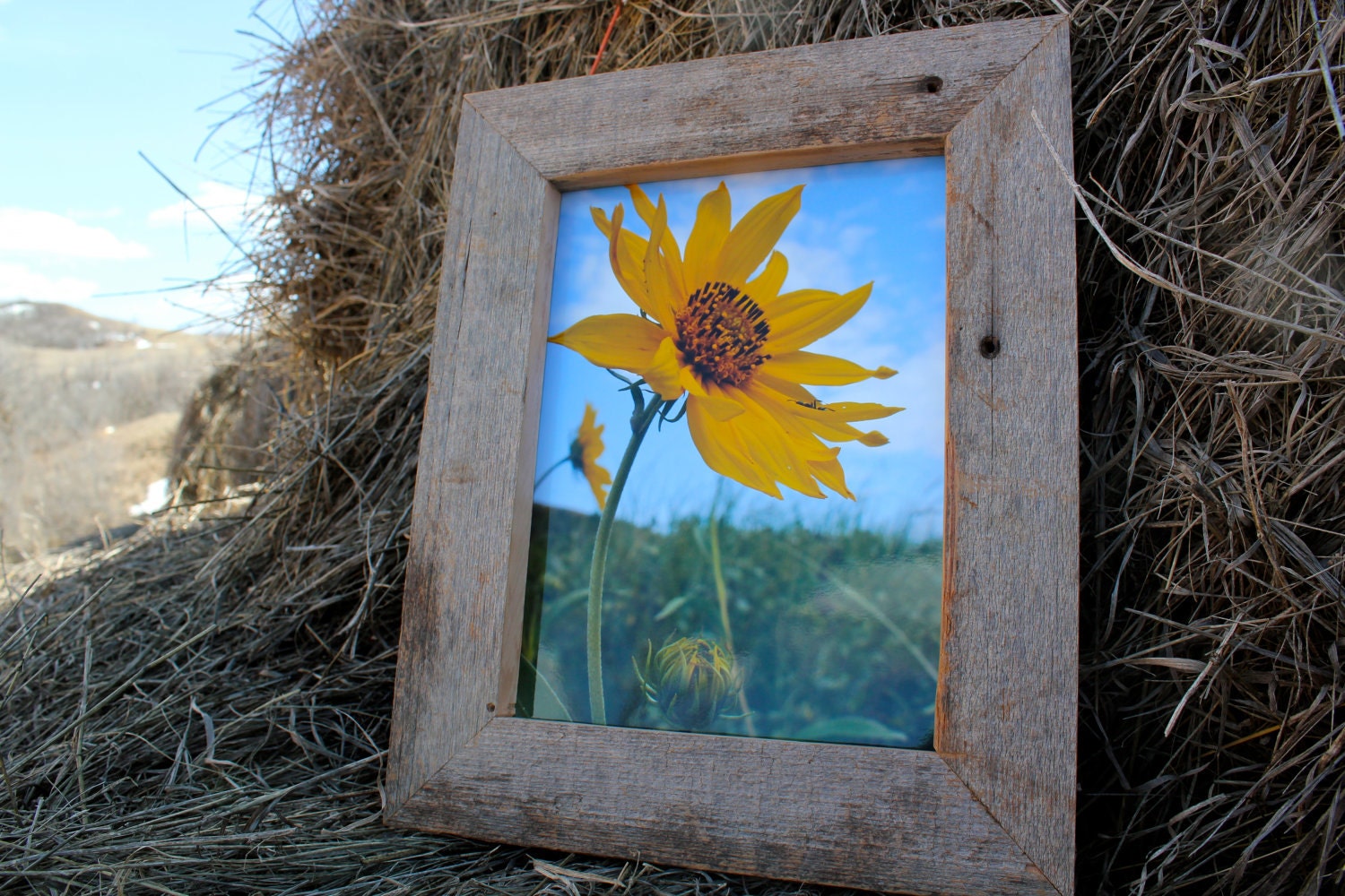 Shop Veeder Ranch Photography