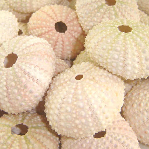 5 Pale Pink Sea Urchins for Beach Weddings Crafts and More