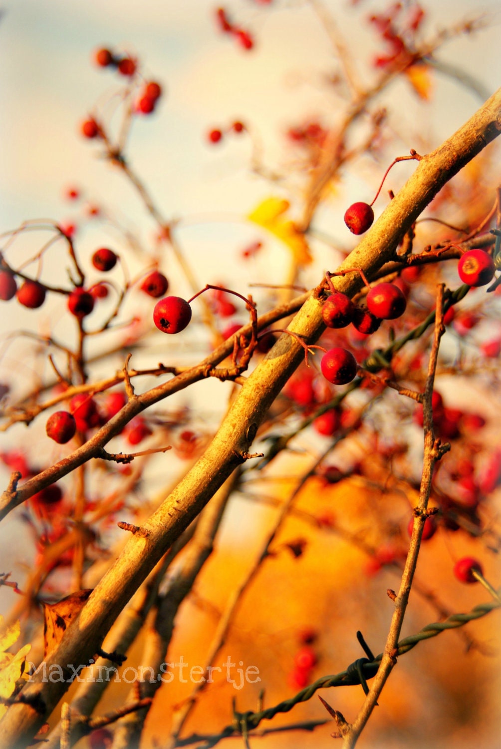Mothers Day Fall Photography Autumn Art Print - Fine Art Nature Photography 8x12 - Wildberries tree and barbed wire - Twin Peaks