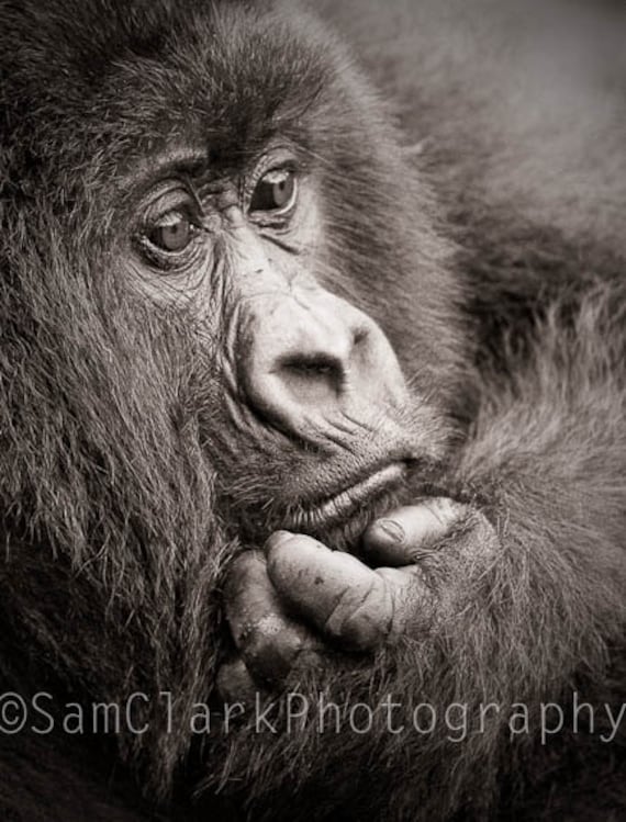 African Gorilla Photo - Wall Art - Nursery Art -  8x10 inch Gorilla Photo, Nature Photography, sepia, gift