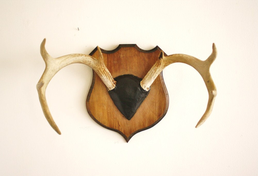Vintage deer antlers mounted on a solid wood plaque