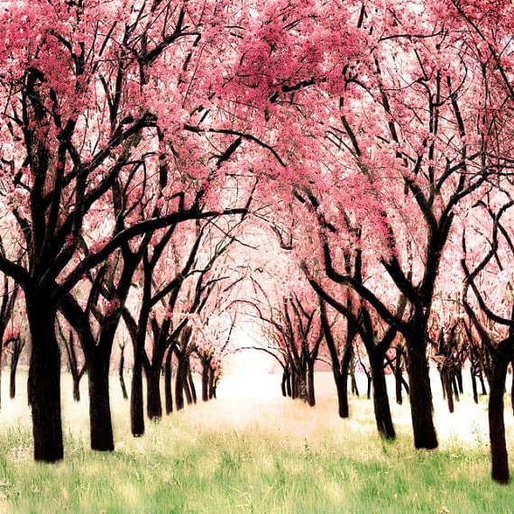 Art for a nursery, wall art for a girls room by raceytay, cherry blossom, decorating idea, Alice Wonderland theme 8x8 Oht