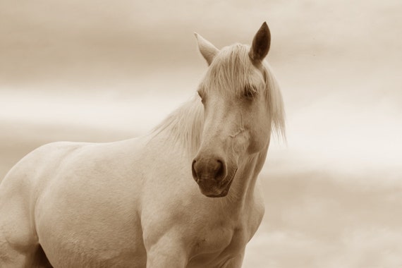 Ivory Horse Art White Horse Photo White Horse 8x12 Archival Photograph Equine Gift