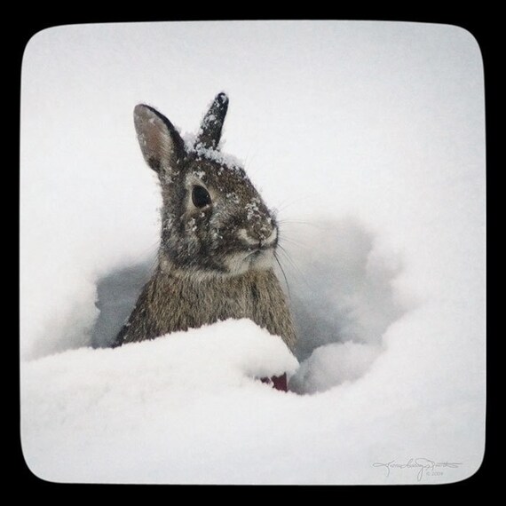 Snow Bunny - Snowflakes on Rabbit Square Photo Print