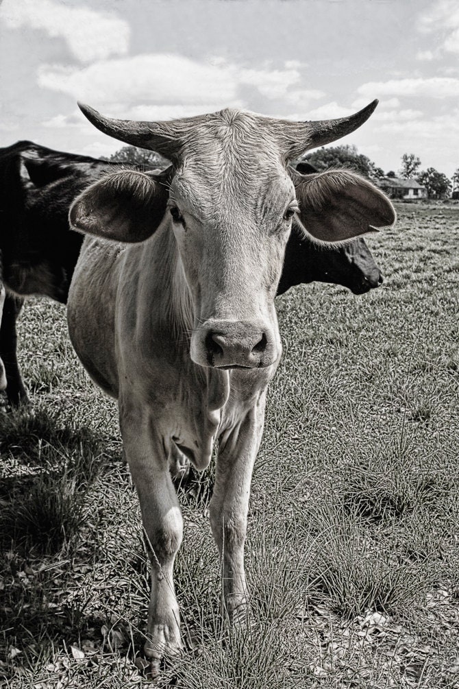 Texas Longhorn Black and White image - Digital with Texture added - 11x14 Metalic Print