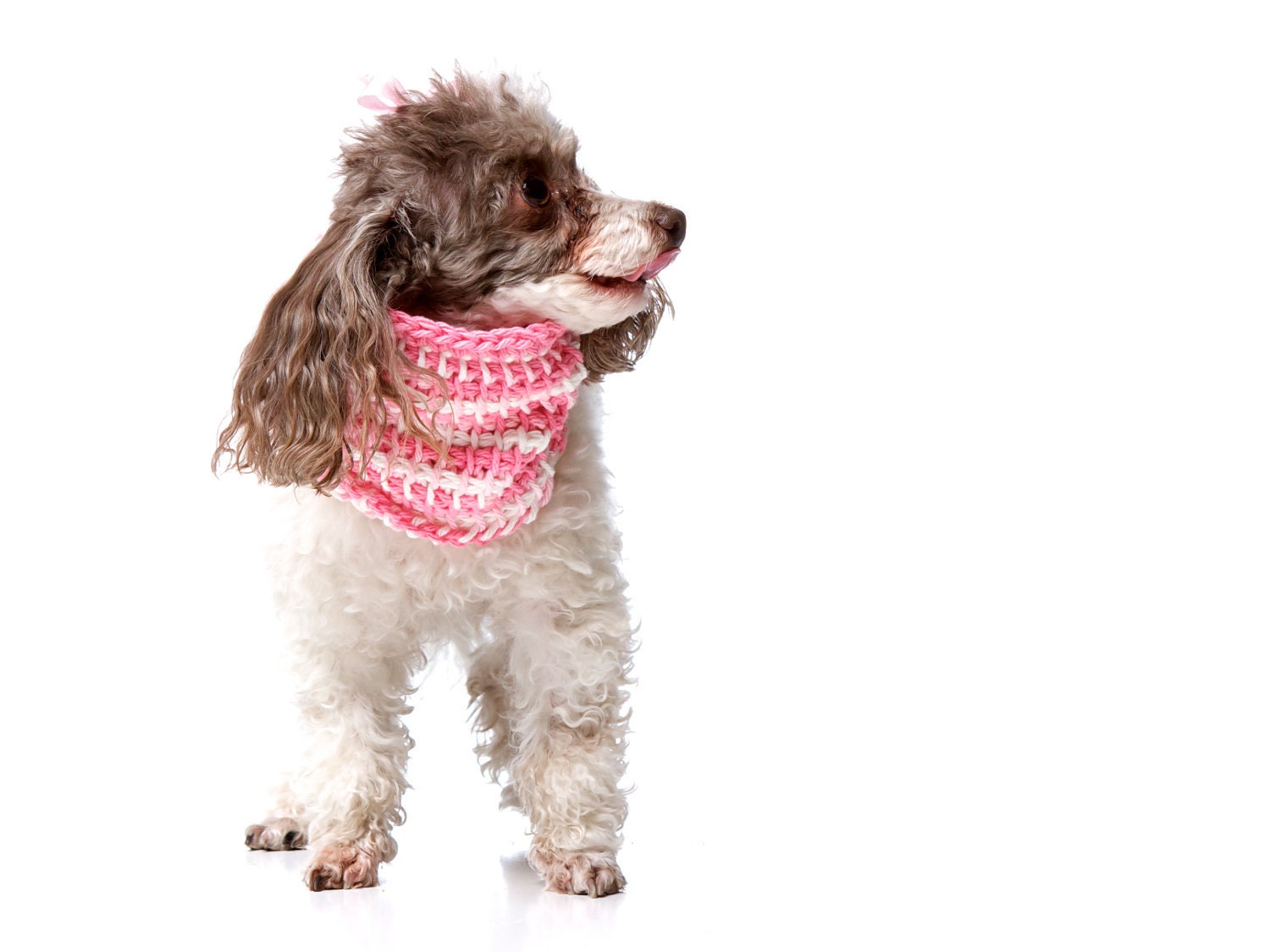 XS Pretty in Pink Spring Dog Sweater Cowl (neck warmer / scarf for dogs) Hot Pink and White 100% Cotton- Tunisian Crochet