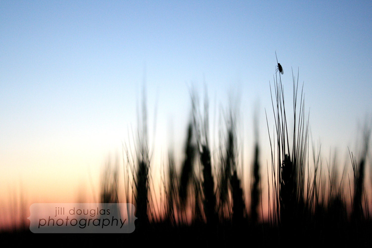 Photography Print "The Sinking Sun" 8x10", Matted