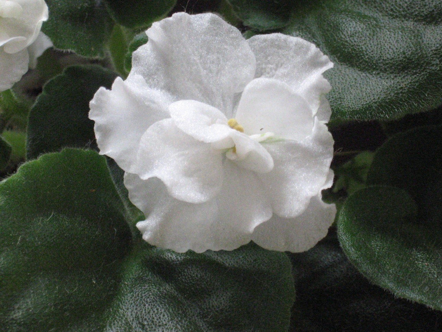 African Violet, live plant, VOLGODSKOE KRUZHEVO, white blooms, Russian, Standard