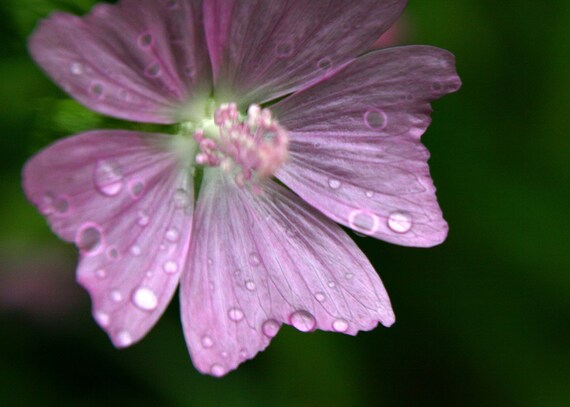 Delicate Pink Rain Flower - An 8x10 Photography Print - Rain drops on the pretty pink petals - affordable art- nursery art