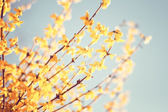 forsythia