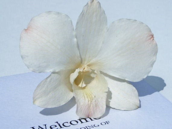 30 Real Preserved Orchid Flowers for Unique Hair Piece Wedding Cake 