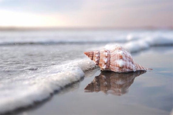 Sea Shell Art- Beach Photography Home Decor Nautical Beach Home Decor Photo Seascape Seashell Photo 12x18