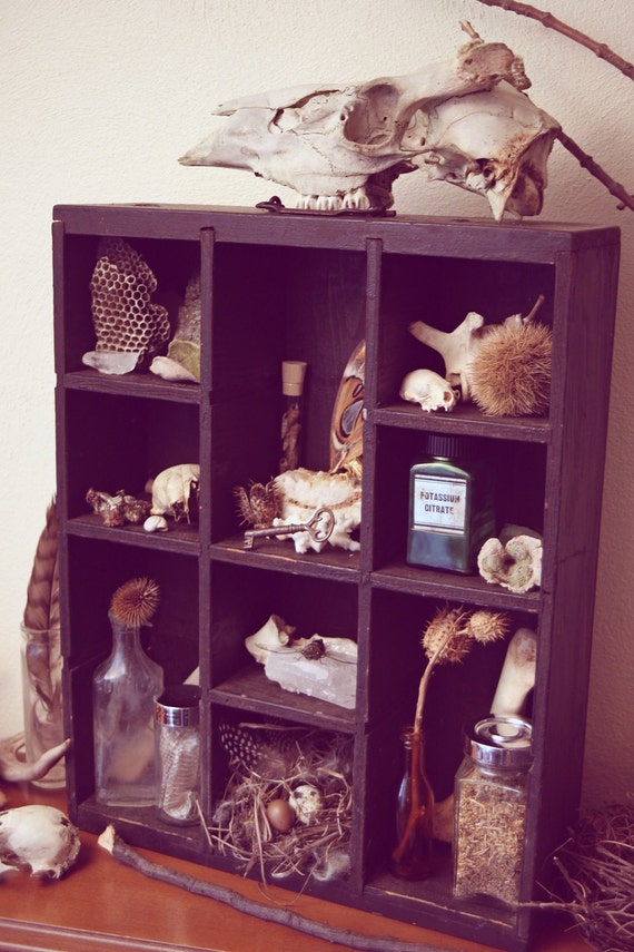 Curiosity Cabinet. "Lenore." Cabinet of Curiosities.