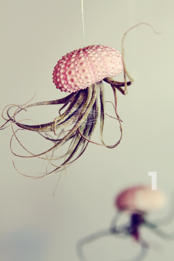 Jellyfish Air Plant // Sea Urchin Wedding Favor Decor Gift Mini Kit DIY tiny cute exotic house plant shell hanging art