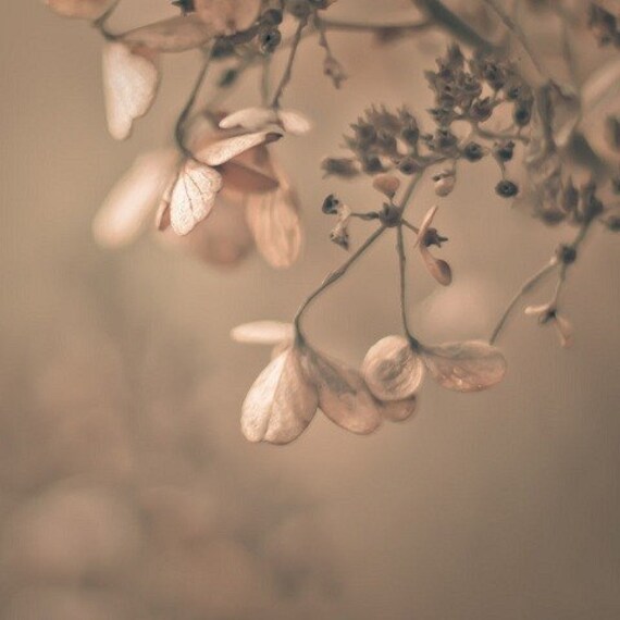 romantic photography dreamy photo pastel pink flowers spring neautral wall