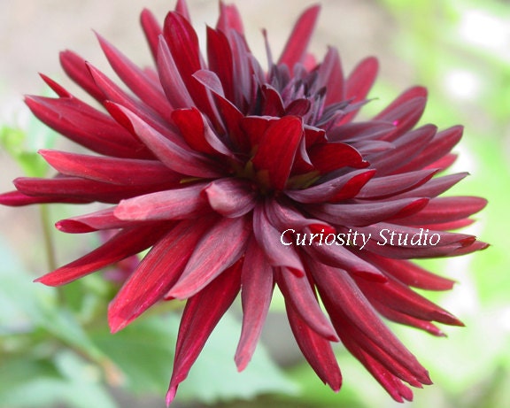 EXPLOSION Floral Fine Art Photography Print