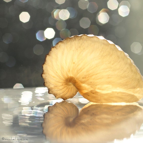 Paper Nautilus 10X10 Photograph...Affordable Art Beach Decor Ocean Sea Salt Natural Art Bokeh Nautilus Shell Beauty