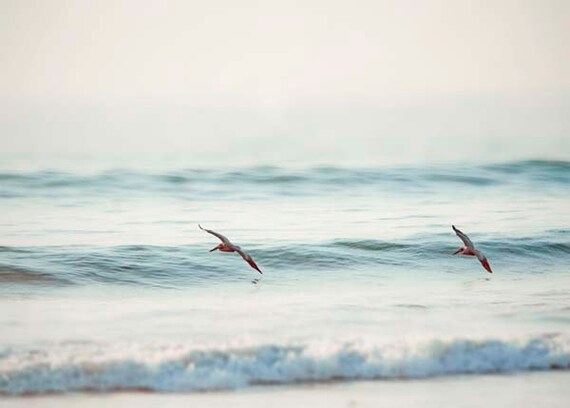 Beach House Decor- Pelican Photograph, Nautical Beach Photography-Fine Art Photography Home Decor Pelicans Surfing Ocean Waves Print
