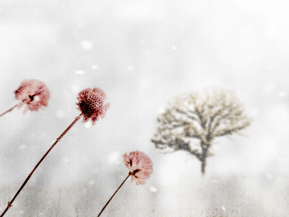 Pink and Gray Winter Photograph Winter's Fairytale by Catherine Jeltes on Etsy from etsy.com