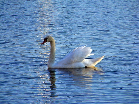 Lonesome Swan-Matted and Ready to Frame-Original Photography