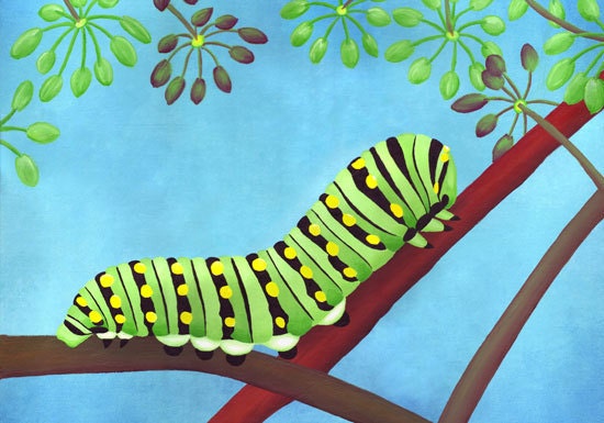 Swallowtail Caterpillar ACEO limited edition of 30