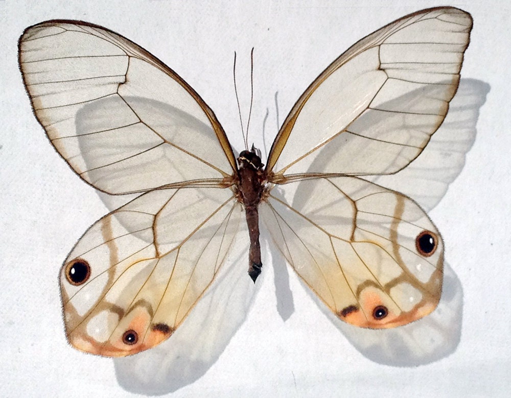 Fiery Glasswing Butterfly Haetera Piera Framed in Black Display